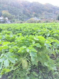 女将日記　本日からスタートです！！